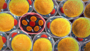 Antioxidantes y nutrición